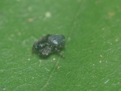 Cyrtophora unicolor