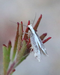 Aroga paraplutella