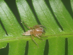 Clubiona sertungensis