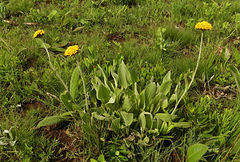 Helichrysum acutatum
