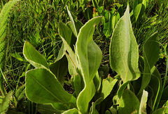 Helichrysum acutatum