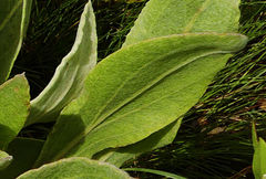 Helichrysum acutatum