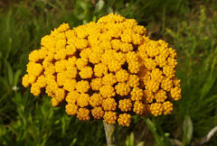 Helichrysum acutatum
