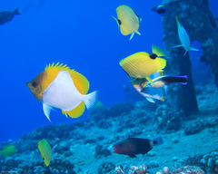 Hemitaurichthys polylepis