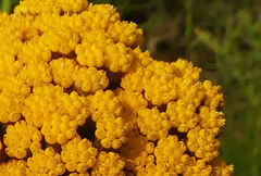 Helichrysum acutatum