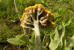 Helichrysum acutatum