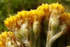 Helichrysum acutatum