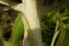 Helichrysum acutatum