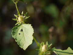Hibiscus hispidissimus