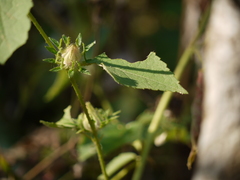Hibiscus hispidissimus