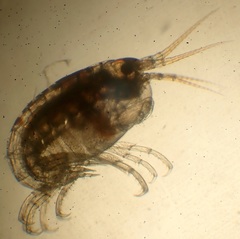 Stenothoidae