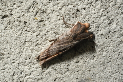 Xylena thoracica