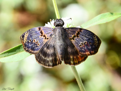 Chiomara mithrax