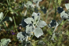 Marrubium incanum