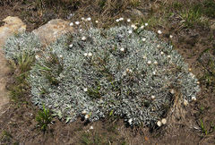 Helichrysum argentissimum
