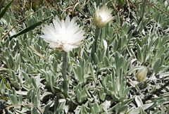 Helichrysum argentissimum