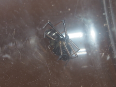 Steatoda gui