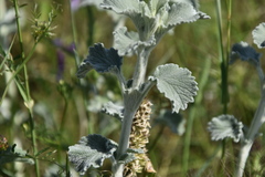 Marrubium incanum