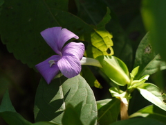 Barleria prattensis