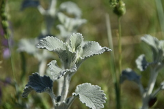 Marrubium incanum
