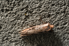 Xylena thoracica