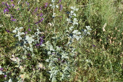Marrubium incanum