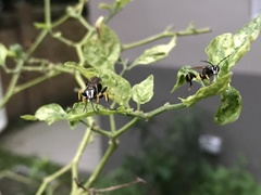 Sceliphron madraspatanum