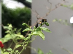 Sceliphron madraspatanum