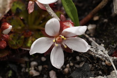 Drosera tubaestylis