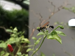 Sceliphron madraspatanum