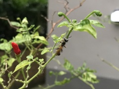 Sceliphron madraspatanum