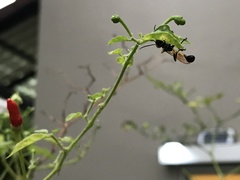 Sceliphron madraspatanum