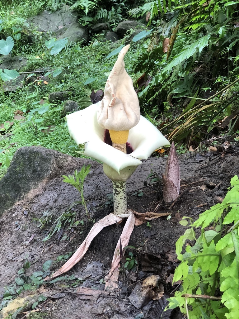Amorphophallus prainii