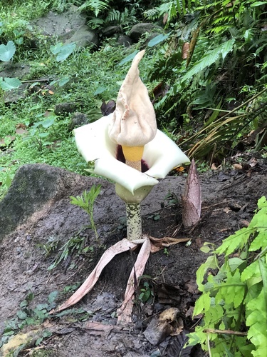 Amorphophallus prainii