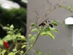 Sceliphron madraspatanum