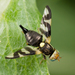 Thistle Stem Gall Fly - Photo (c) Nikolai Vladimirov, some rights reserved (CC BY-NC), uploaded by Nikolai Vladimirov