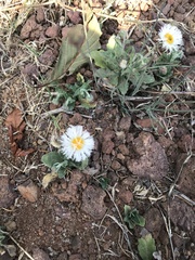 Erigeron longipes
