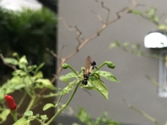 Sceliphron madraspatanum