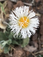 Erigeron longipes