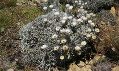 Helichrysum argentissimum