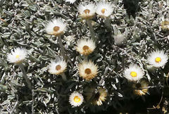 Helichrysum argentissimum