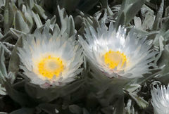 Helichrysum argentissimum