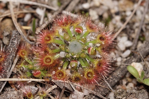 Drosera leucoblasta · iNaturalist