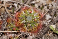 Drosera leucoblasta
