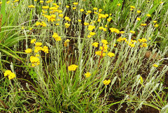 Helichrysum aureonitens