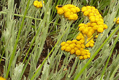 Helichrysum aureonitens