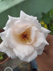 Magnoliopsida