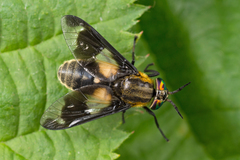 Chrysops caecutiens