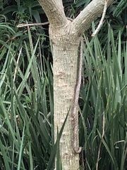 Thelotornis capensis