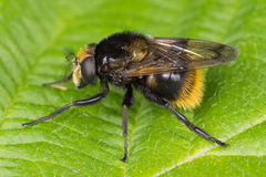 Volucella bombylans